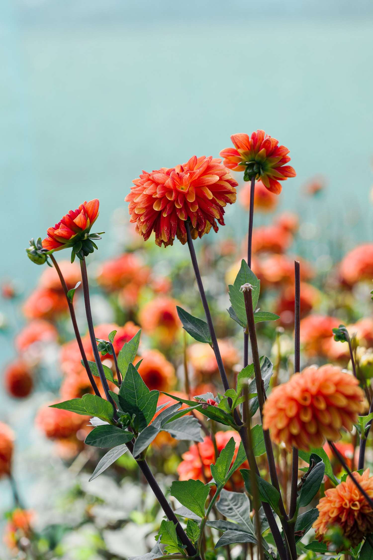 Dahlie 'American Sunset'